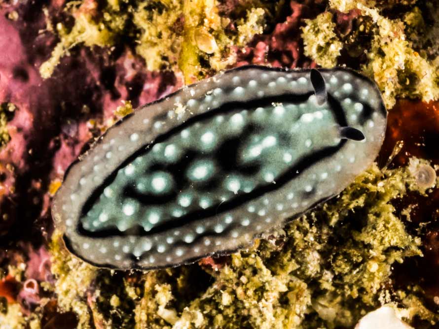 Phyllidiella annulata